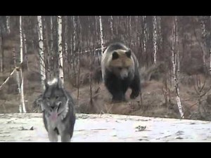 Brave dog (akita?) giving a brown bear a run for it's money
