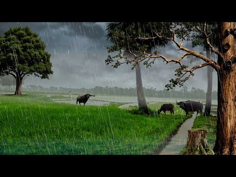 Night Rain In Springtime frogs, rain, owls, chimes and Rain Sleep Sounds frog on Rain​ night.