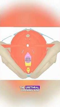 Overview of the anatomy of the perineum.