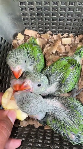 Cute Baby Parrot Eating Guava | Most Beautiful Baby Birds #babyparrot #parrot #cuteparrot