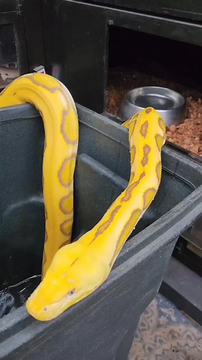 Monkey Time! 💛💛 #reticulatedpython #retic | Wicked Retics