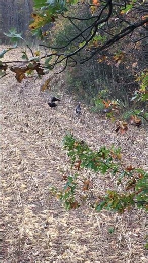 Turkey coming into field during deer season.