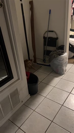 sharon.edging22 (@sharonedging)’s videos with original sound - TalkingTomShorts