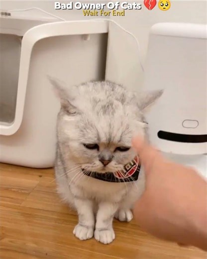Evil Owners Of Cats 💔🥺 || #emotional #shorts #cute #ytshorts #petlovers #catvideos #shortvideo