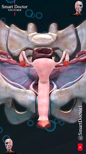 256K views · 2K reactions | Uterus and Ovary | Captivating Pelvic...