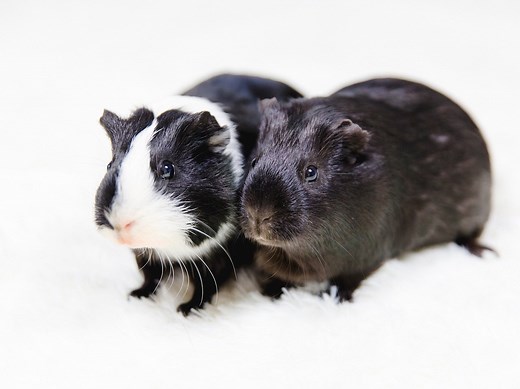 Evolutionary History of Guinea Pigs - Guinea Pig Center