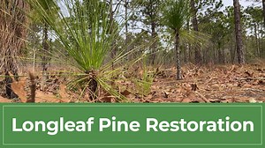 16 reactions |  City staff have begun a longleaf pine restoration project at Halyburton Park. Here's more about this important work and how it will improve the park's overall health and biodiversity. | City of Wilmington, NC Government | Facebook
