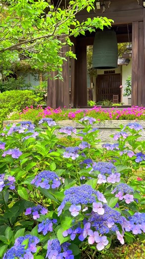 鎌倉の海蔵寺。 四季折々の花の風景が見れることと、奥まったところにあるぶん他の観光名所よりも観光客が比較的少なく静かな場所なので気に入っています。 —- 📲2024/6/20 by #iPhone14ProMax . —- Hydrangeas in Kaizo-ji temple in Kamakura. I like this temple because I can see various beautiful flowers all year round and it is a quiet place with fewer tourists compared to other popular tourist destinations in Kamakura. #japan #花 #flowers
