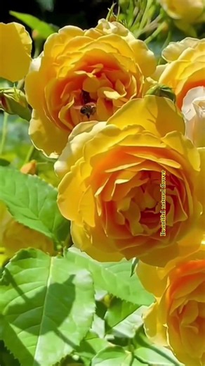 Amazing yellow flower #flower #rosecaring #flowers #rose #beautiful#nature#garden