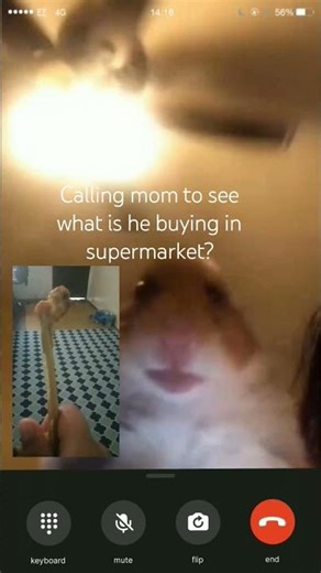 hamster calling trend meme #hamstercall #hamster #trendviral #trend #viral