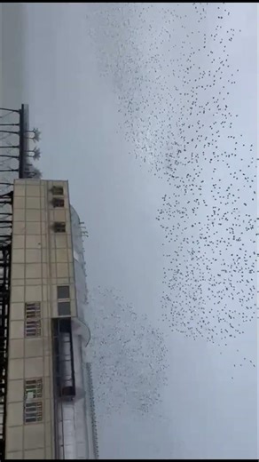 Beautiful Starling Murmuration over the Pier in Aberystwyth #birds #nature #wildlife #earth