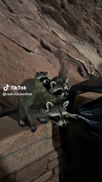 Celebrate Raccoon Appreciation Day at Red Rocks