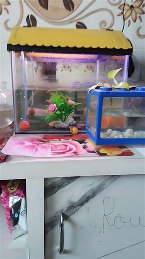 my mini fish setups ❤