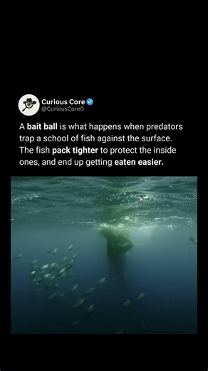 What a Bait Ball Is