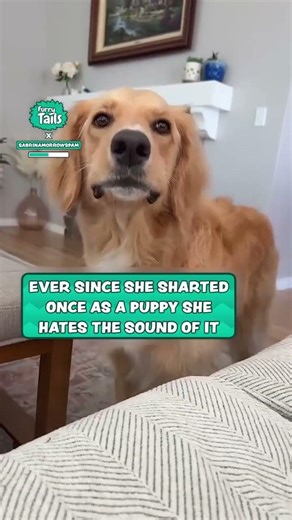 Dog is triggered by fart noises