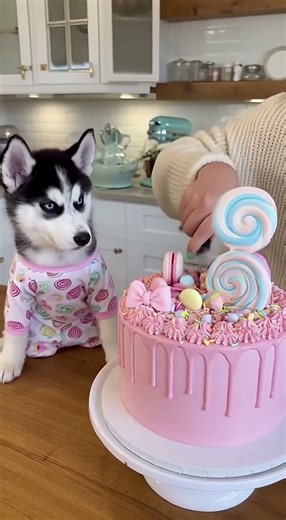 🍰🐶💗 Cloud Husky PANICS at the Cake Cut#husky #dogcakereactions #viralshorts #funny #dogcake