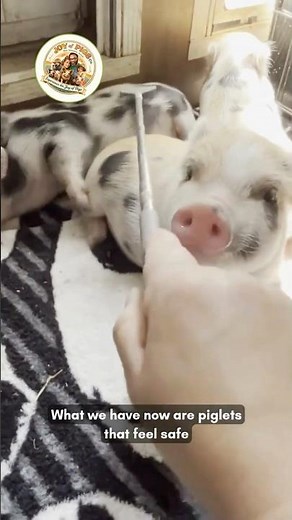 Safe Enough to Let Their Guard Down 🐷💛 | Signaling Safety™