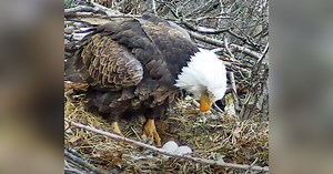 Eagle Cam is back!