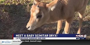 Zoo Buddy: Scimitar Oryx!