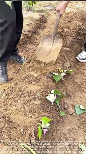Efficient Sweet Potato Planting Method 🍠