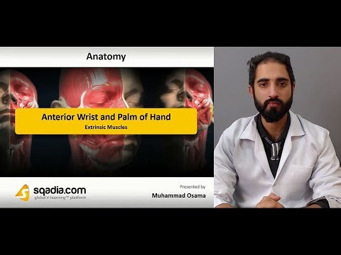 Anterior Wrist and Palm of Hand | Extrinsic Muscles