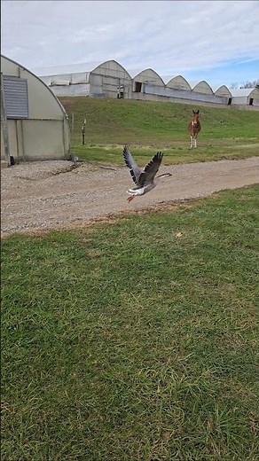 African goose flying