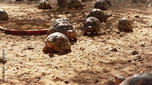 Radiated tortoises - Astrochelys radiata - critically endangered tortoise species, endemic to Madagascar, walking on ground near trees as sun shines over them