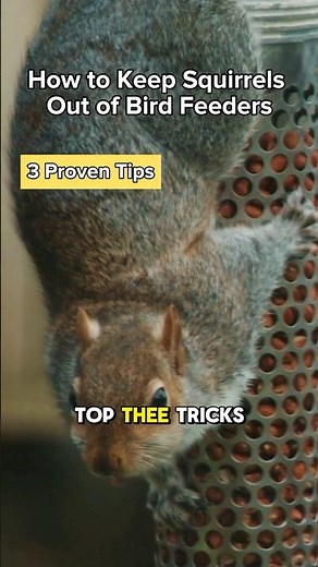 How to Keep Squirrels Out of Bird Feeders: Part 1 #birdingtips