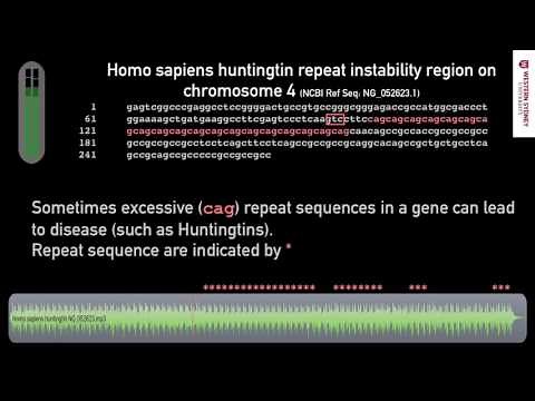 What does DNA sound like? 04 Repetitive CAG in Gene