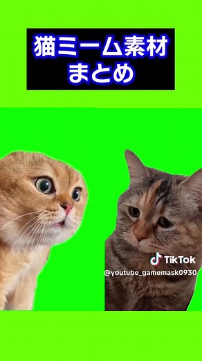 全部知ってた？ #ネコミーム #meme #猫ミーム素材 #ネコミームチャレンジ #ネコ #猫ミーム日常 #ねこミーム #猫ミーム作ってる人と繋がりたい