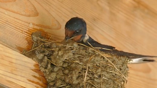La construction du nid chez les hirondelles ... 😍💛🥰 📽️: Natagora Source : https://www.facebook.com/natagora | Animal Sentience