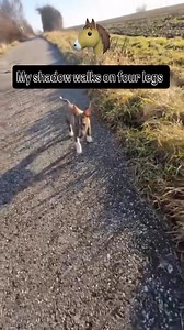 71K views · 4K reactions | Tengo un caballo   | Bull Terrier (Oficial Fans) | Facebook