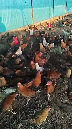 sonali murgi farm live🔥