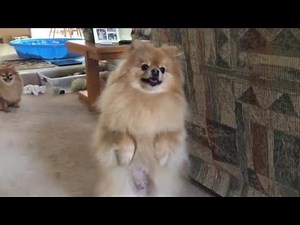 Warning: These Cute Pomeranian Dogs' Dance Moves Will Make You Smile