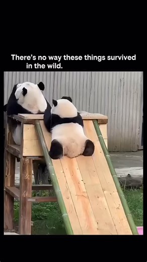KNOWLEDGE MATRIX on Instagram: "Pandas playing in a playground — there’s no way these survived in the wild. 2. Funny Evolution really took a creative path with pandas. 3. Meme style Pandas are just fluffy chaos. 4. Relatable Built for snacks, naps, and playground time. 5. Short Survival mode: questionable. ⸻ If you want a science-style caption, you could use: Giant pandas survive in the wild mainly because of their specialized bamboo diet and protected habitats."
