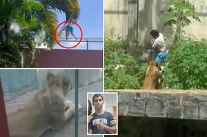 Teen who dreamed of working with animals is mauled to death by lion after climbing into zoo enclosure