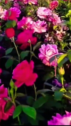Amazing flowers 🌹🌸 #flowers#Rose #Flower #Nature #Garden #BeautifulFlowers #Bloom #NatureLovers
