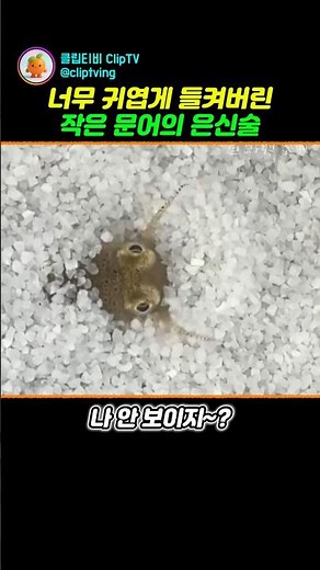 The secret of the small octopus hunting with only its eyes peeking out 🐙 #Octopus