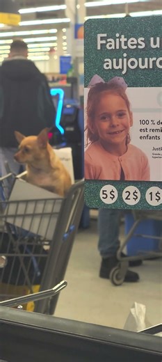 Saw a Cute Dog at Walmart! 🐶❤️