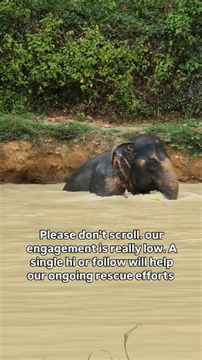 Every one is scrolling without writting any word for alrogarithm, so sad 😥 | Pawprints Rescue