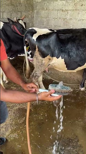 ब्रश से जान बचाव | 🤯 Master Ashish | #shorts #jugaad