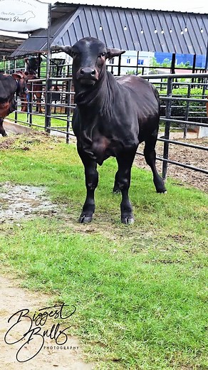 130K views · 1.7K reactions | Powerful young bull roaming around the farm | Biggest Bulls Photography | Facebook