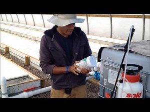 How to Identify and Eliminate the Cabbage Looper in an Aquaponics Farm