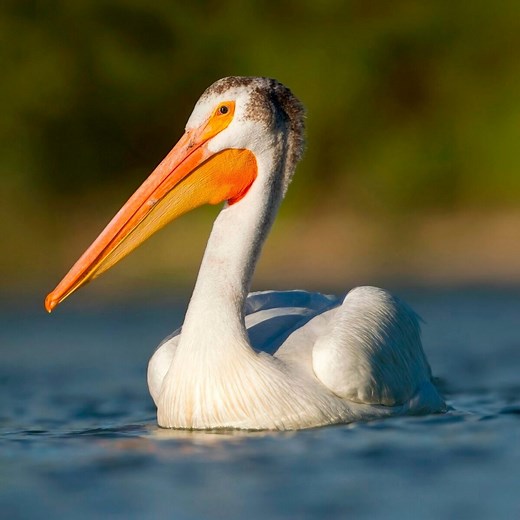 8 fascinating pelican facts to know