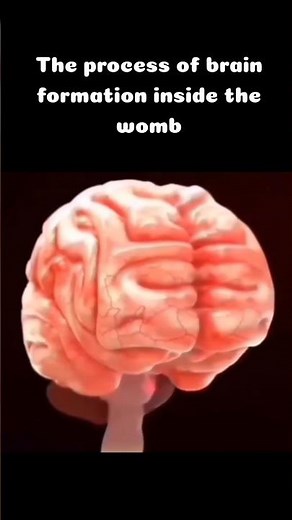 Brain | formation of brain inside the womb #brain #embryology #humanbody