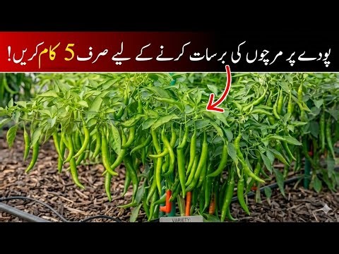 Top 5 Powerful Care Tips for Faster Growth of Chilli Plants