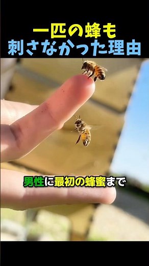 一匹の蜂も刺さなかった理由🐝 #感動する話 #動物動画 #動物