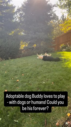73 reactions · 15 shares | Adopt Buddy (4 years, 75lbs)! He is a playful, lovable lab who is looking to find his forever this holiday season!  He is amazing with other dogs and people alike, he would do great as an only dog or with another dog! Learn more about this amazing boy in the link in the comments and apply to adopt! #adoptme #rescuedog #adoptdontshop #rescuedogsrock #adoptmepets | The Rocky Mountain Lab Rescue | Facebook
