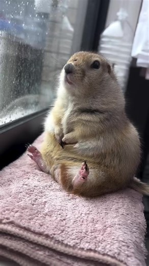 Understanding Ground Squirrels: A Clueless Encounter