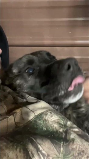 I’m back sorry guys n gals #rescuepetsservingvets #fyp #pleaselikeandsubscribe #bestfriend